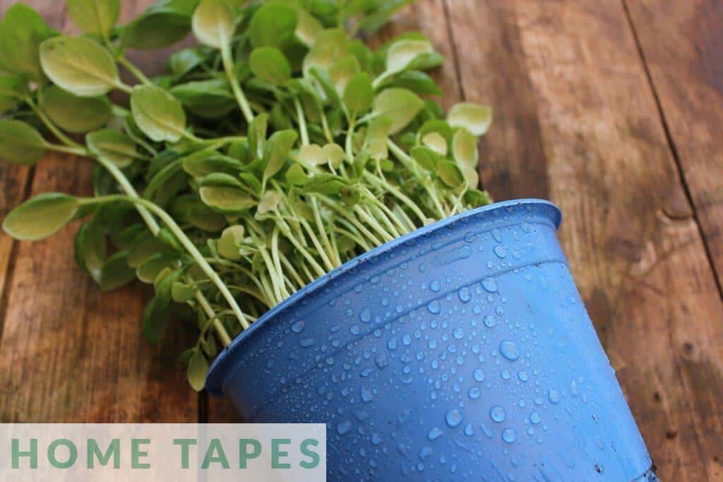 Plantas aptas para perros