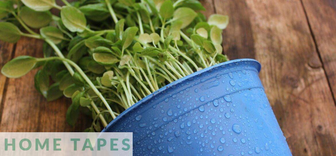 Plantas aptas para perros