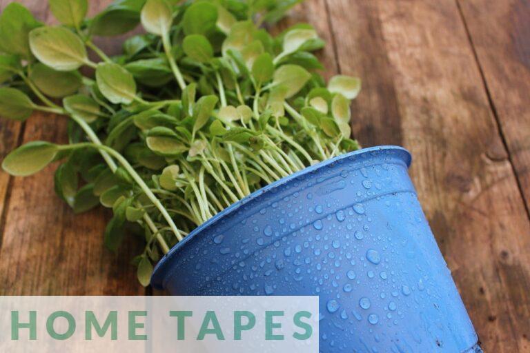 Plantas aptas para perros